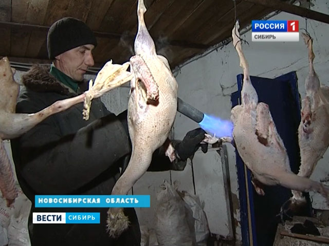 В Новосибирской области начали заготовку гусей к праздничному столу