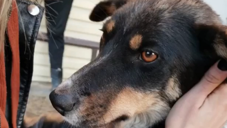 Новосибирские зоозащитники спасают собаку с тяжёлой травмой из соседнего региона