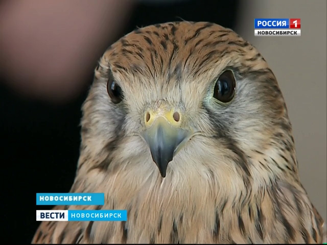 Хищные птицы выступили моделями на благотворительной фотосессии в Новосибирске