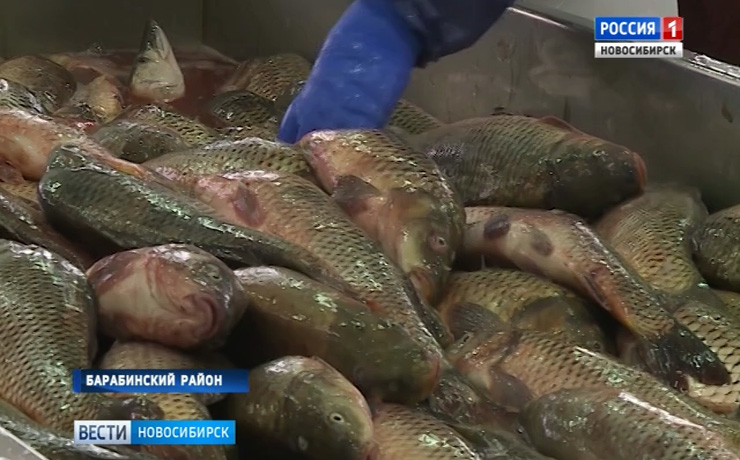 Промышленный лов рыбы начался в Новосибирской области