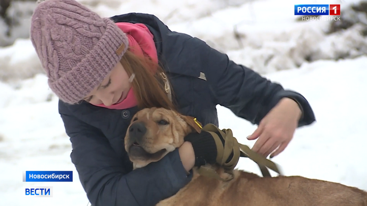 Более 1000 бездомных собак и кошек чипировали в Новосибирске