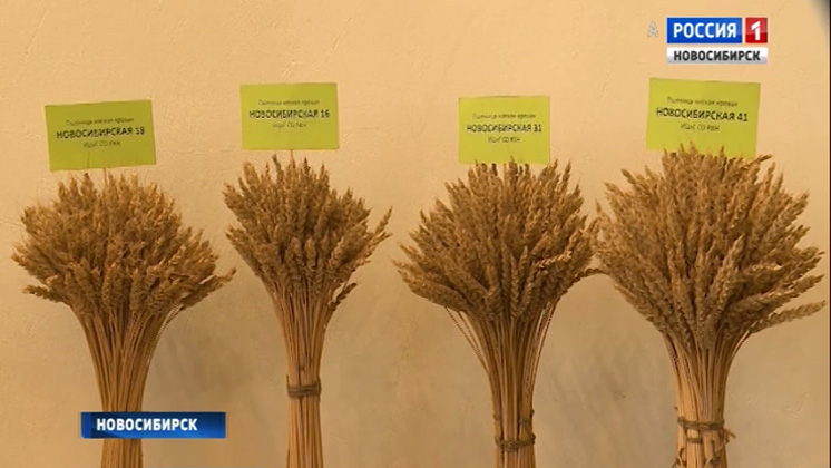Селекционеры новосибирского Института растениеводства подвели итоги уборочной