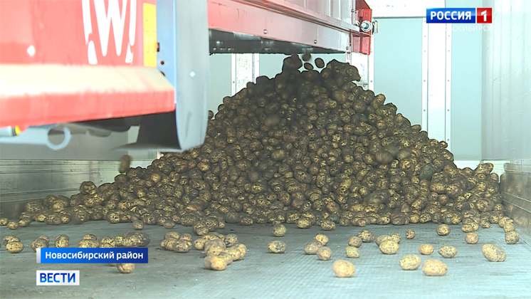 Хозяйства Новосибирской области приступили к уборке картофеля