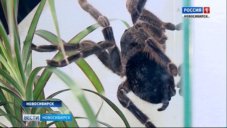 В Новосибирск привезли самых ядовитых пауков в мире