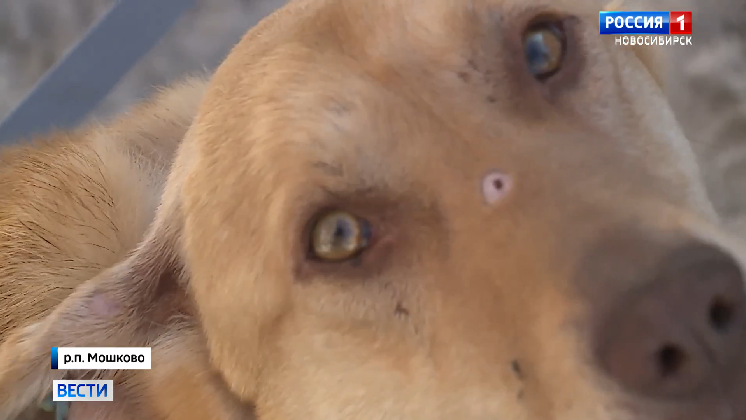 Бездомную собаку по кличке Бобрик расстрелял мужчина под Новосибирском