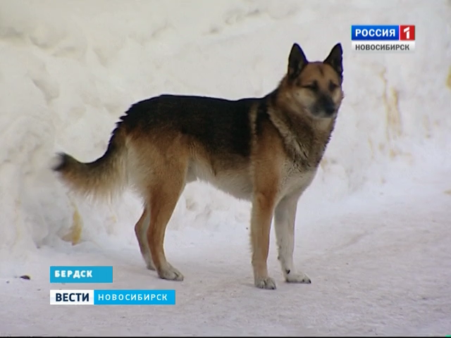 Хозяин собак-людоедов заплатит компенсацию пострадавшей женщине в Бердске