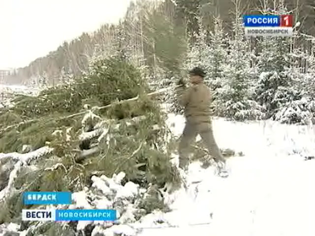 Новосибирские лесники начали заготовку елей для Нового Года