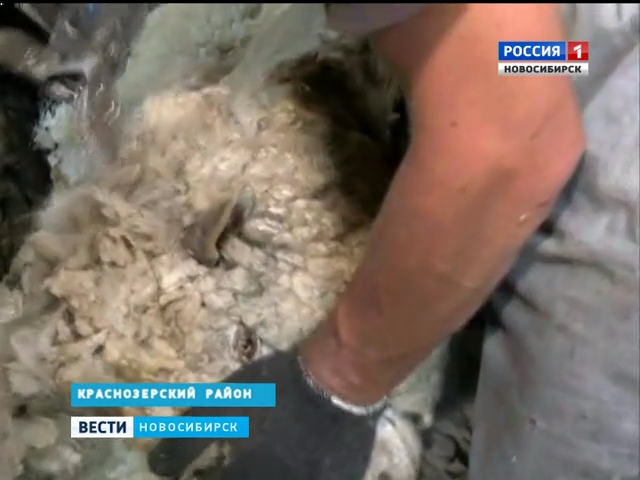 Селяне Новосибирской области начали стричь овец