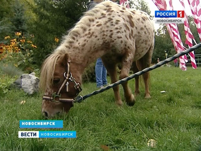 В Новосибирске выбрали самого красивого пони