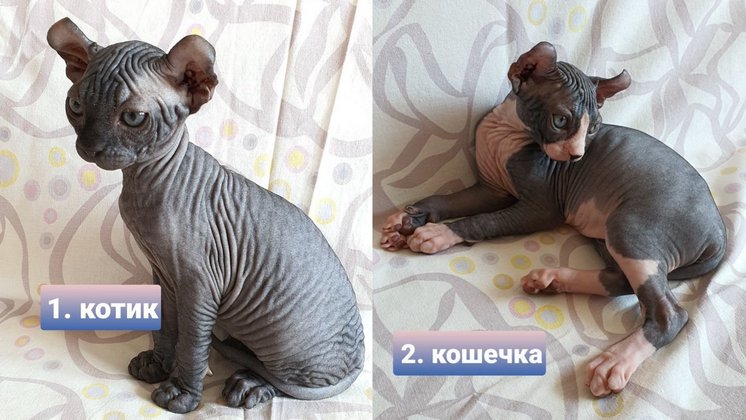 Жительница Новосибирска продаёт взаимодействующих с астральным миром котят