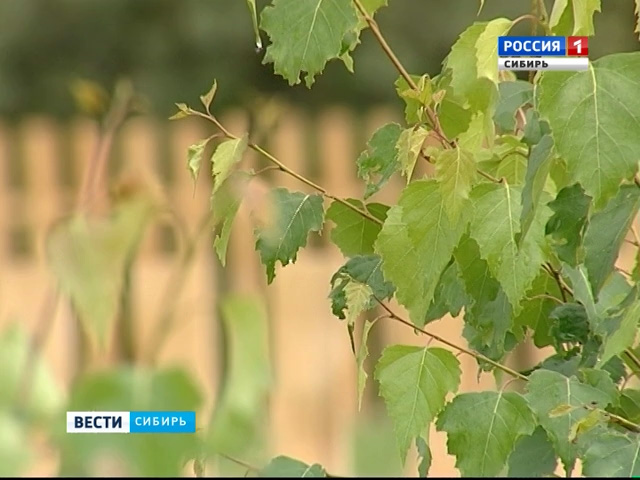 Аномальная жара пришла в Новосибирскую область: риск пожаров – максимальный