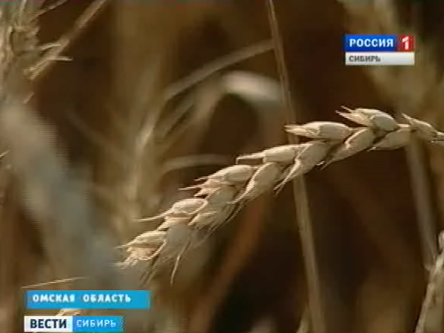 Продолжительная засуха в регионах Сибири изменила планы крестьян на урожай