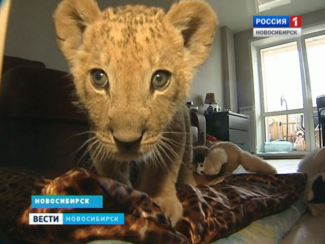 Молодая семейная пара из Новосибирска завела дома львёнка