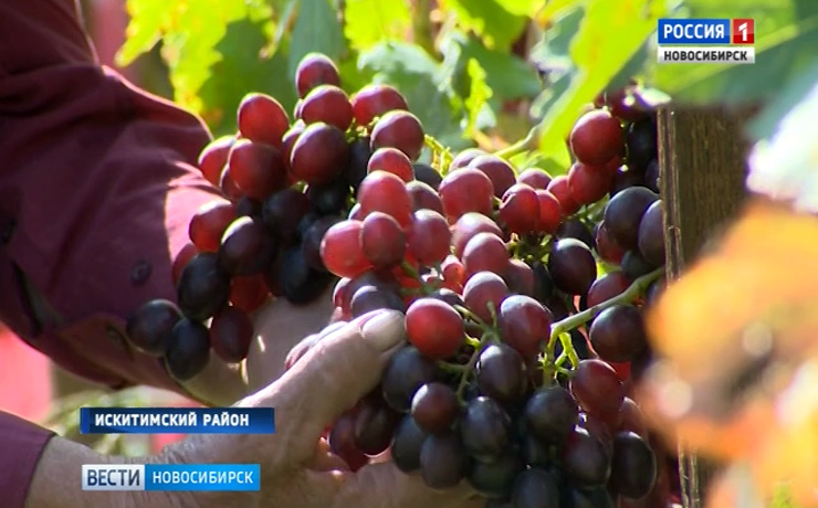 Сибиряки рассказали, как вырастить урожай винограда в суровом климате