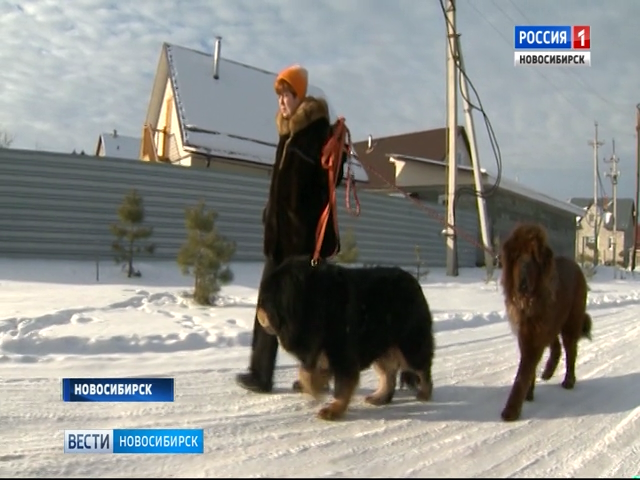 «Вести» узнали стоимость самых дорогих собак в Новосибирске