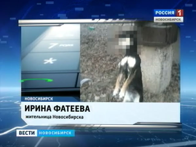 Новый случай жестокого обращения с животными зафиксирован в Новосибирске