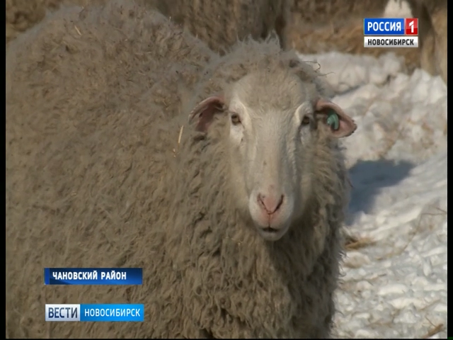 Фермеры Чановского района начали разводить уникальных племенных овец