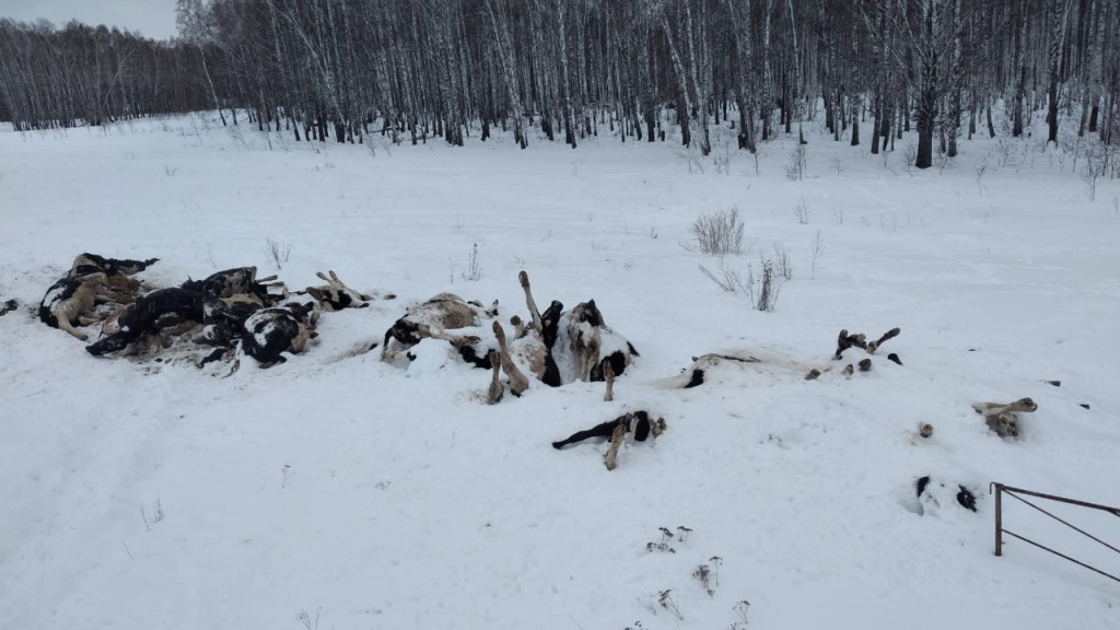 «Шкура да кости»: коровы массово гибнут от голода в новосибирской деревне
