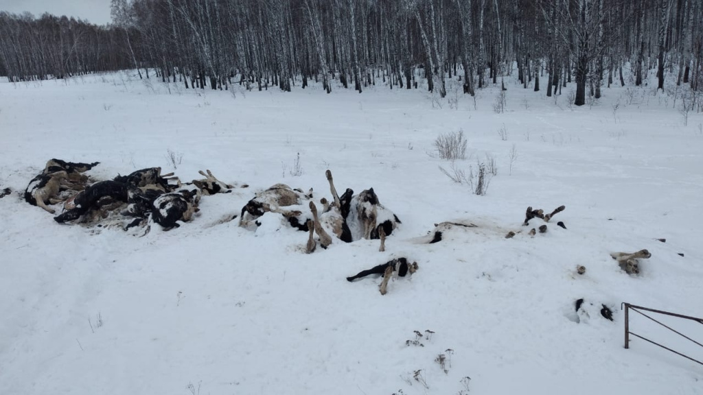 «Шкура да кости»: коровы массово гибнут от голода в новосибирской деревне «Шкура да кости»: коровы массово гибнут от голода в новосибирской деревне