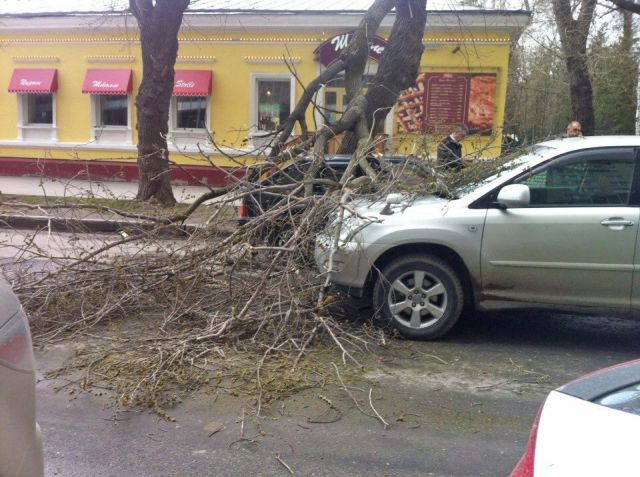 зазбило машину упавшим деревом