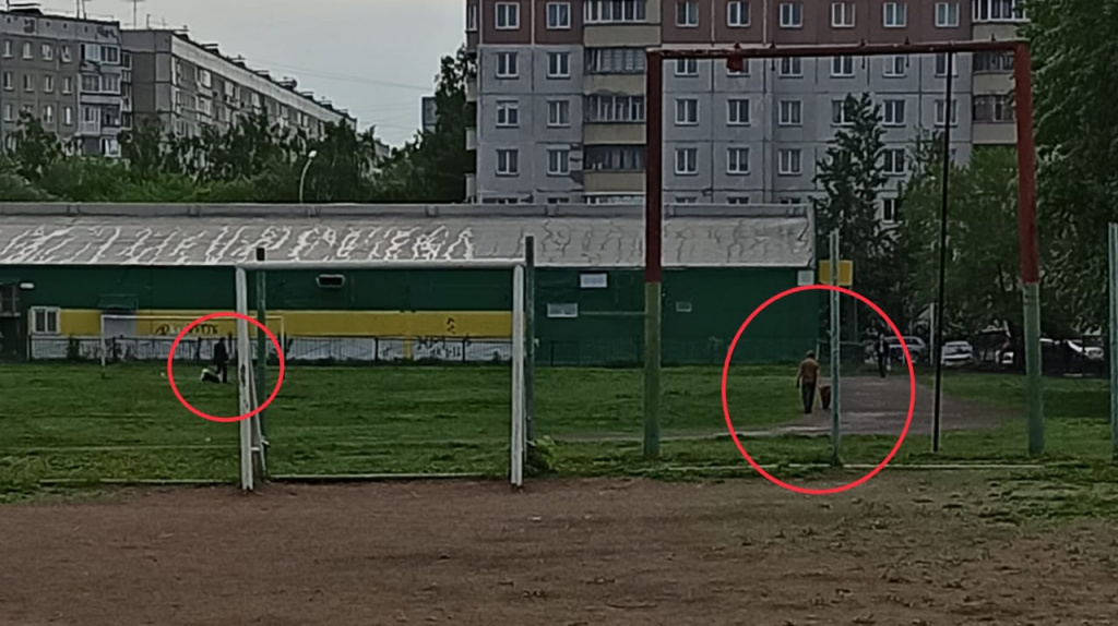 Жительница Новосибирска пожаловалась на массовый выгул собак на территории школы