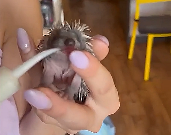 Кормление маленького ежа