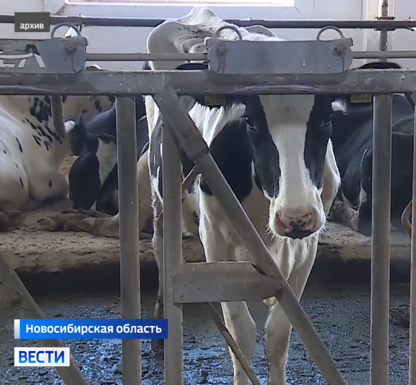 Корова Корова