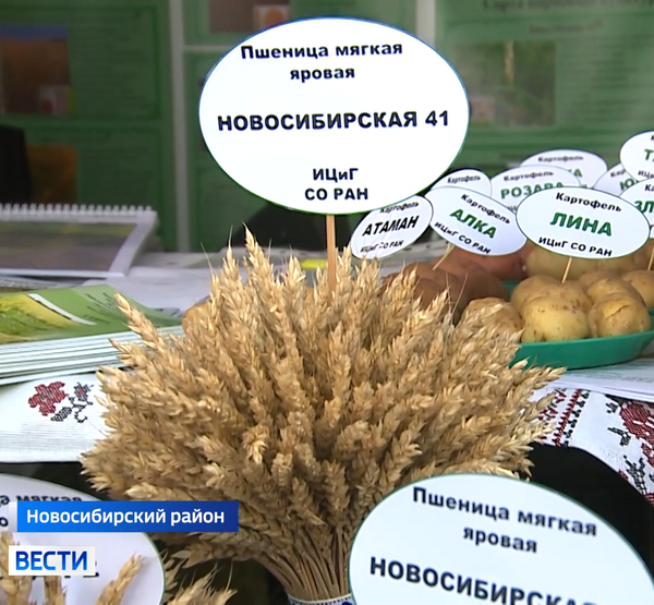 Пшеница на выставке Дня поля-2024