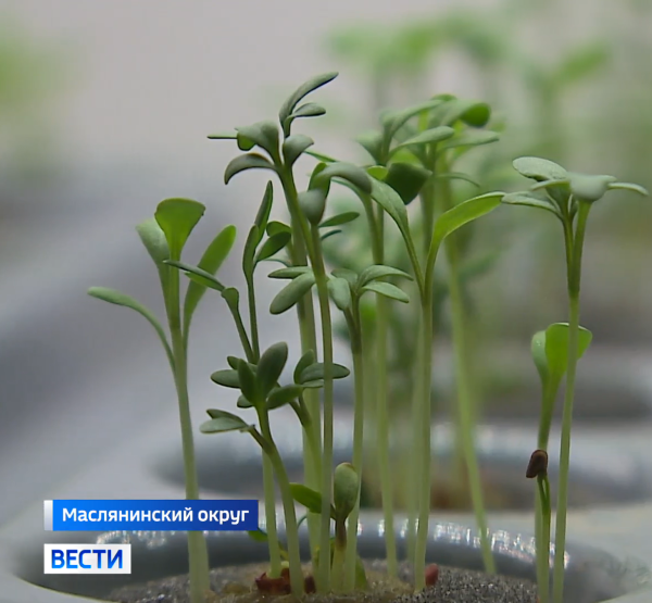 Ростки Ростки