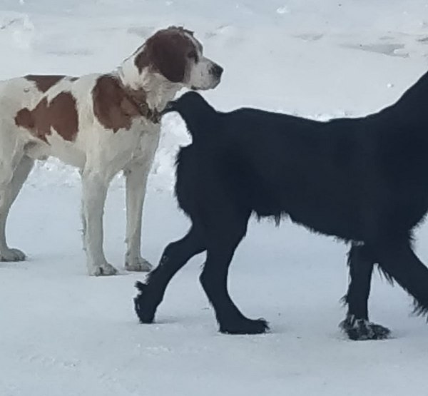Бродячие собаки в Венгерово
