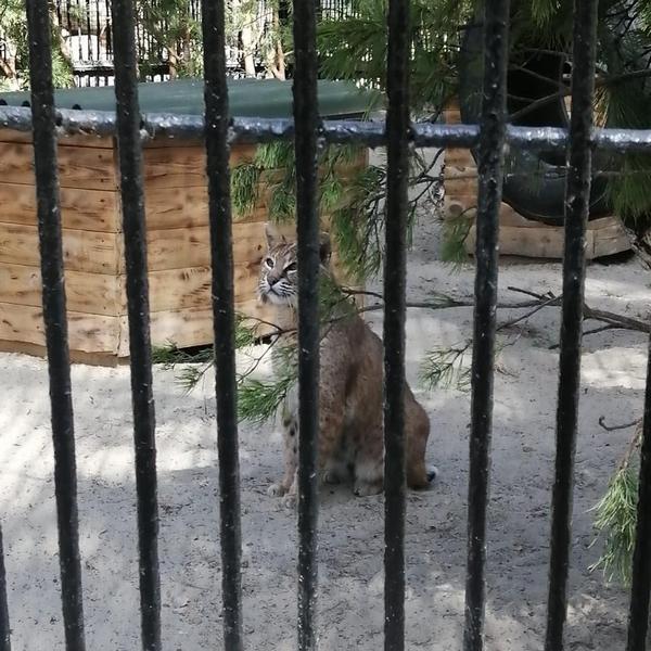 Рысь в зоопарке