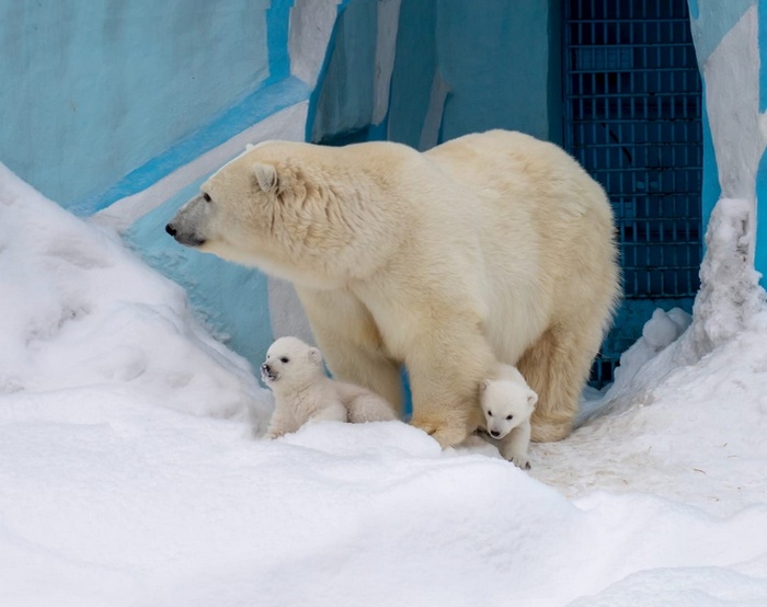 Белая медведица Герда новосибирского зоопарка вывела на публику двух новых малышей