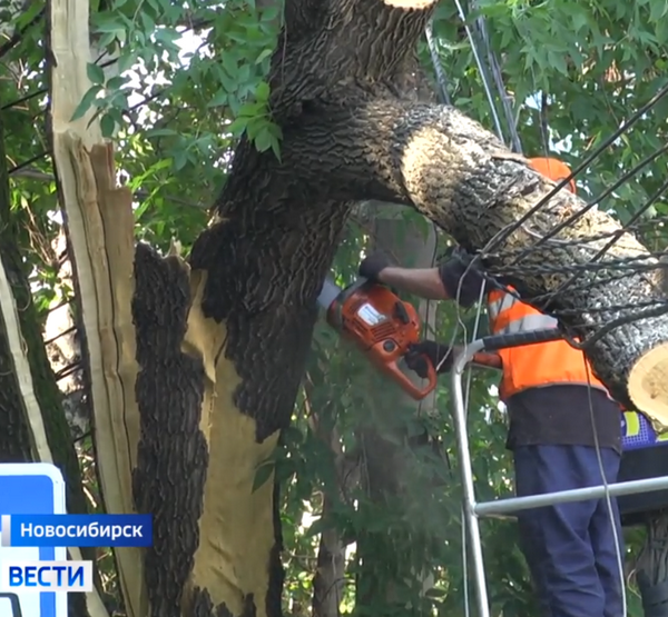 спиливают деревья