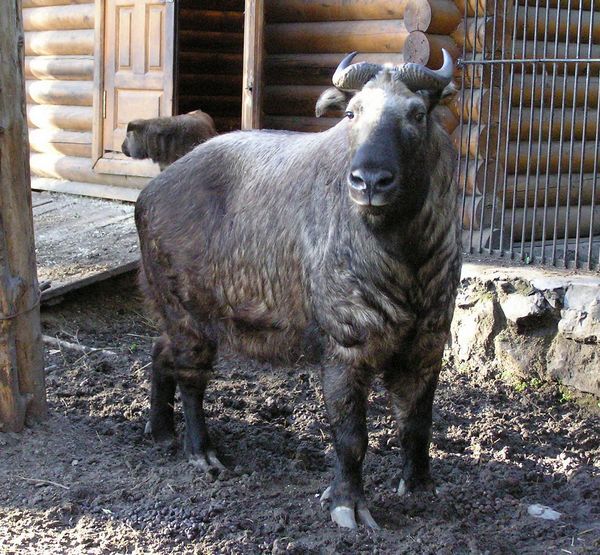 Золотистый такин