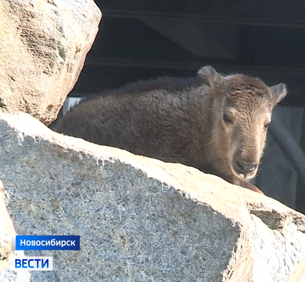золотистый такин золотистый такин