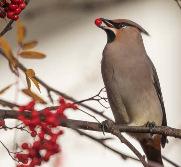 Свиристель ест рябину