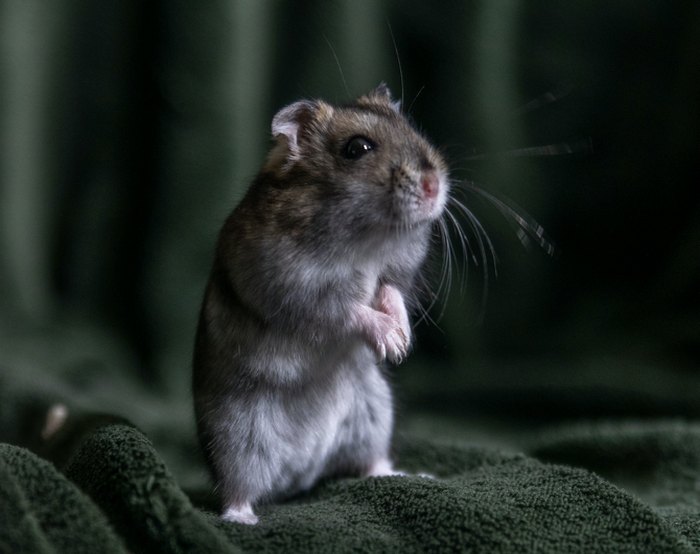 Полчища крыс и мышей атаковали квартиру семьи с младенцем в Новосибирске
