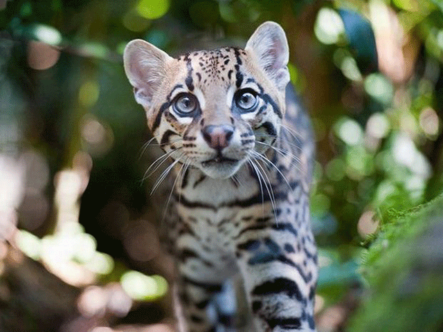 ocelot_10.gif