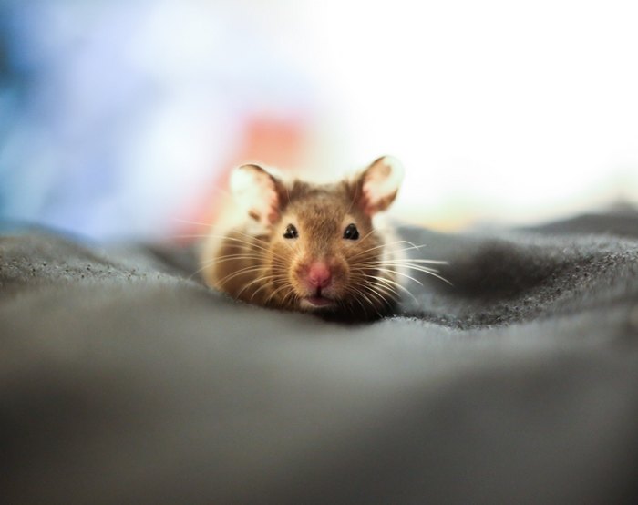 Полчища крыс и мышей атаковали квартиру семьи с младенцем в Новосибирске