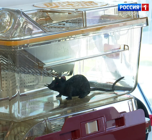 Клетка для мышей