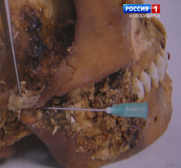 Череп Череп