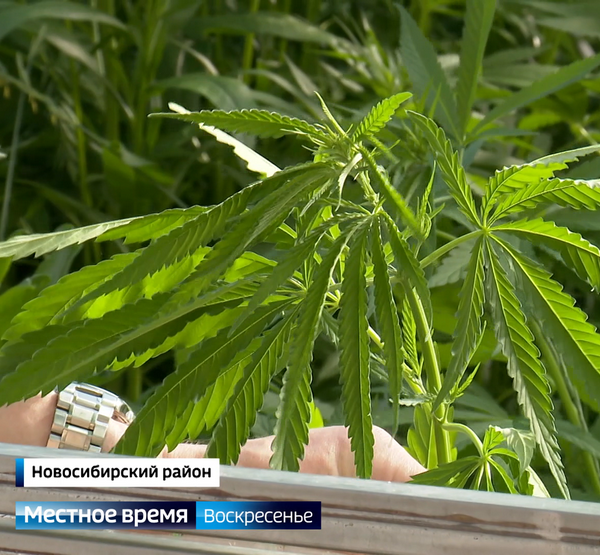 Теплица травы Теплица травы