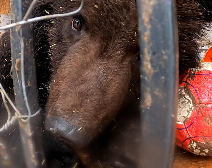 медвед тело2.png