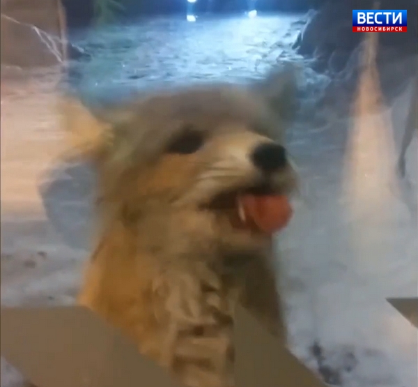 Бешеная лиса напала на магазин