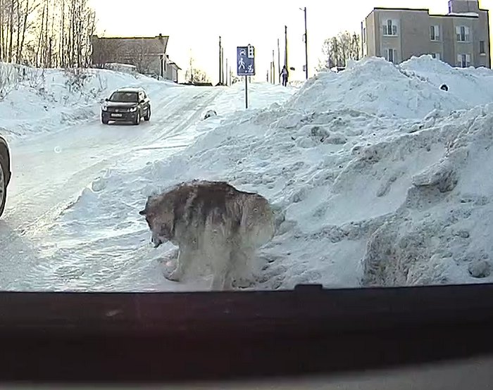 Маламут