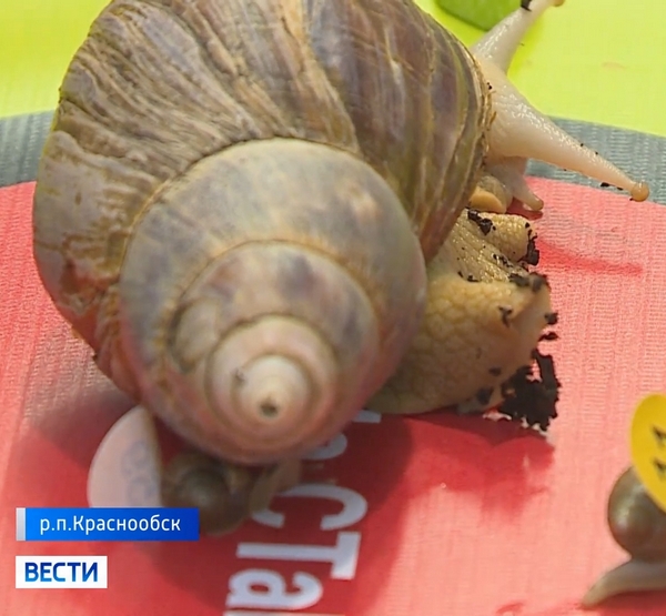 Улитка ползёт