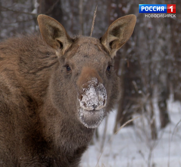 Лосёнок