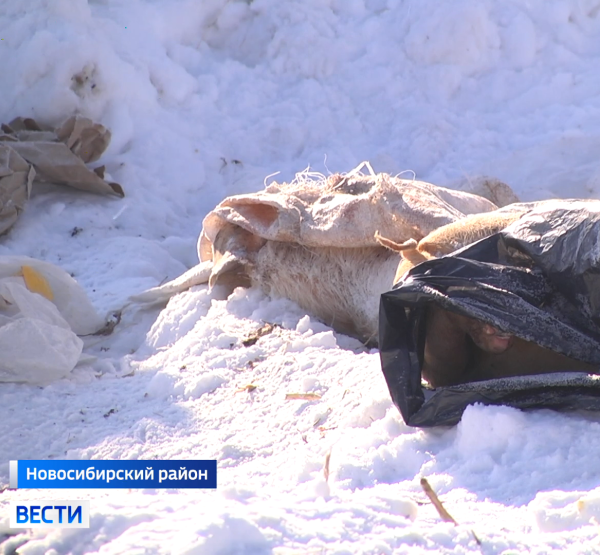 Скотомогильник Скотомогильник