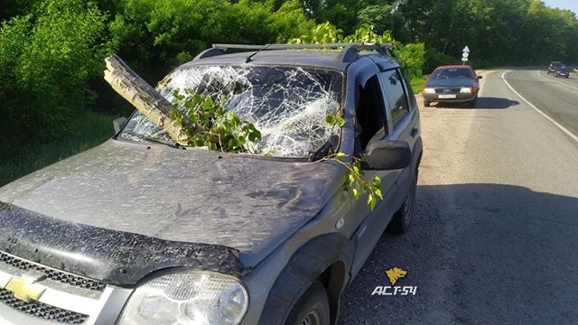 Дерево пробило машину