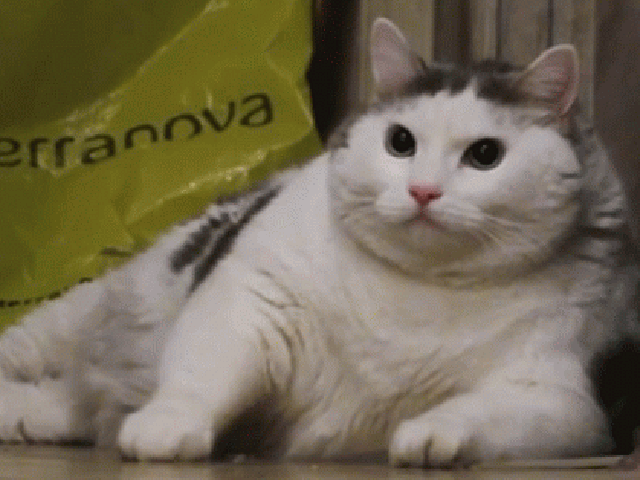 13b419aaa529026740890fd3dae32923.gif